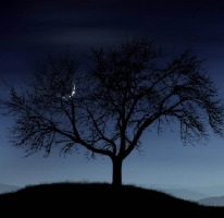 Tree Under Moon