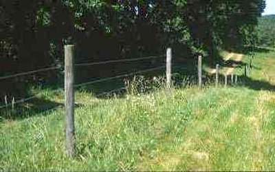 (Fence row)