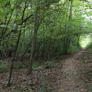 (taken through trees)